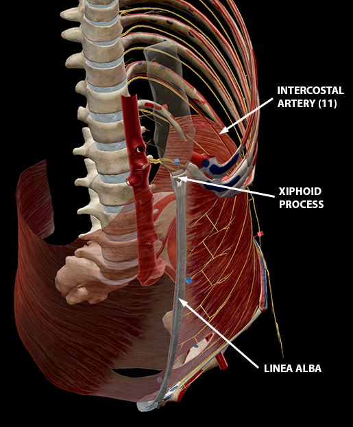 Rectus Abdominis Muscle Origin And Insertion